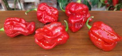 7 pot congo surinam2